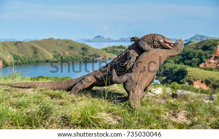 The Fighting Komodo dragons (Varanus komodoensis) for domination. It is the biggest living lizard in the world. Island Rinca. Indonesia.

