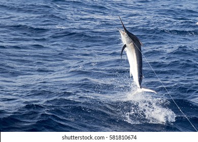 Fighting Marlin - Marlin Mid Fight Game Fishing