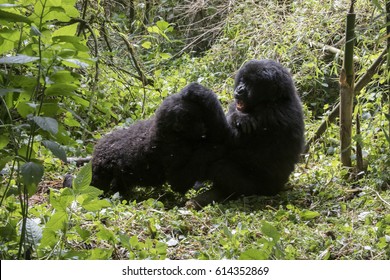 Fighting Mountain Gorillas In Bamboo Forest Of Volcanoes National Park, Virunga, Rwanda, Africa.