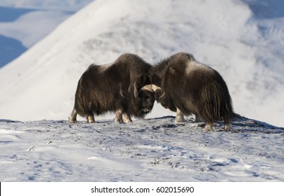 Fighting Musk Oxen Bulls