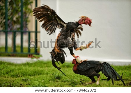 Similar – Image, Stock Photo wooden cock Rooster