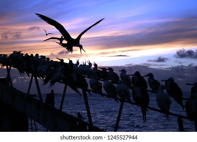 Fighting For Roosting Space In A Sea Bird Colony. French Frigate Shoals, Hawaii.