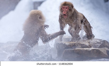 Fighting snow monkeys of Yudanaka in Japan