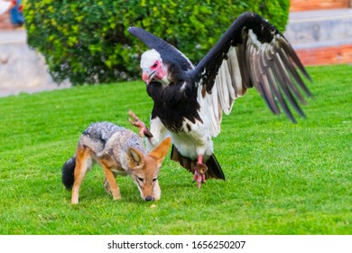 Fighting White-headed Vulture And Black-backed Jackal For Food