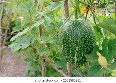 Fig-leaved Gourd Plant, Cucurbita Ficifolia