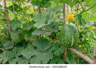 Fig-leaved Gourd Plant, Cucurbita Ficifolia