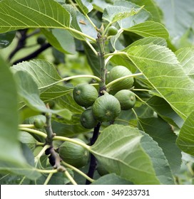 Figs; Ficus Carica