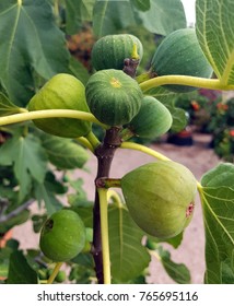 Figs, Ficus Carica