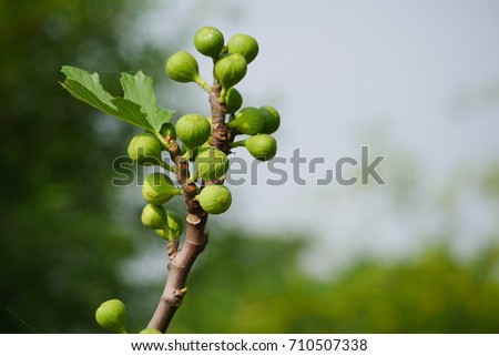 figs fruit