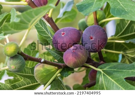 Figs fruits on the tree branch, closeup, raw sweet figs, organic food, selective focus, blurred