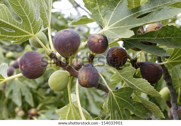 Figs on the branch of a fig
tree
