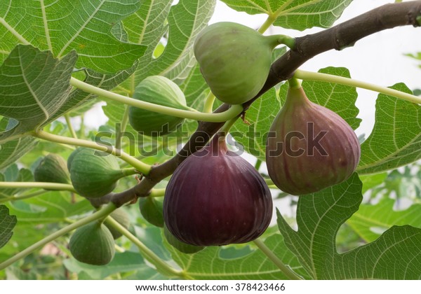 Figs on the branch of a fig\
tree