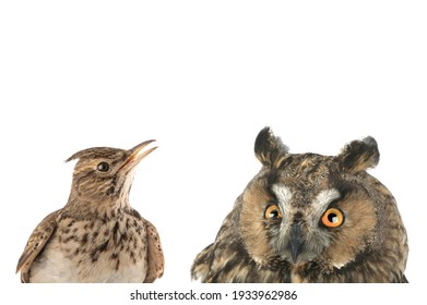 Figurative Picture Of A Portrait Of An Owl And A Lark Isolated On A White Background. 