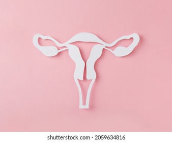 figure of female reproductive system cutted from Paper on pink background. Woman's anatomy concept. Woman's health. Concept banner of Gynecology.