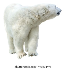 679 Polar Bear Profile Images, Stock Photos & Vectors | Shutterstock