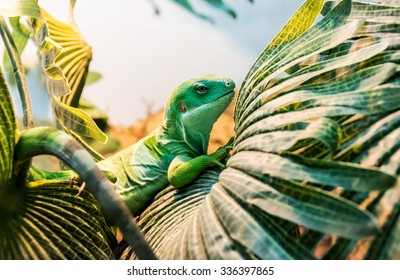 Fiji banded iguana (Brachylophus bulabula) is species of iguanid lizard endemic. Beautiful green lizard sits on the palm leaf. Endangered not poisonous reptile.