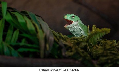 Fiji banded iguana yawning in terrarium