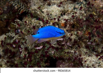 Fiji Blue Devil Damselfish