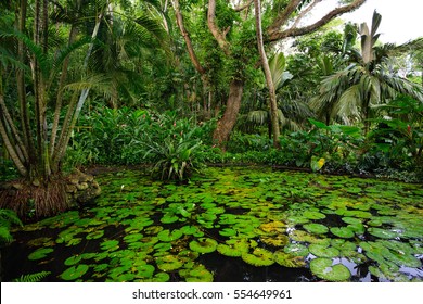 Fiji - Viti Levu - Oceania