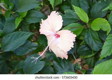 Fiji - Yasawa Islands 