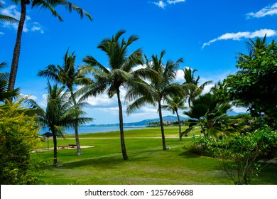 Fijian Iconic Palm Trees in Denarau,  Nadi, Fiji