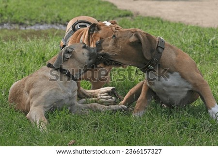 Similar – Image, Stock Photo round table Pet Dog