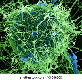 Filamentous Ebola Virus Particles Budding From A Chronically-infected VERO E6 Cell