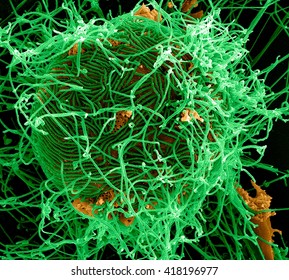 Filamentous Ebola Virus Particles (colored Green) Budding From A Chronically-infected VERO E6 Cell (colored Yellow)