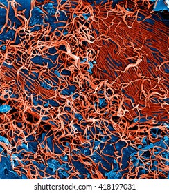 Filamentous Ebola Virus Particles (colored Red) Budding From A Chronically-infected VERO E6 Cell (colored Blue)