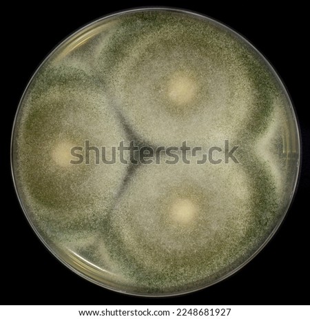 Filamentous fungi on agar Petri dish