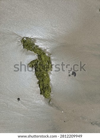 filamentous green algae (often called sea moss or green seaweed) that washes up on beach sand.