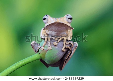 File eared tree frog, Borneo eared frogs sitting on branch, Polypedates otilophus 