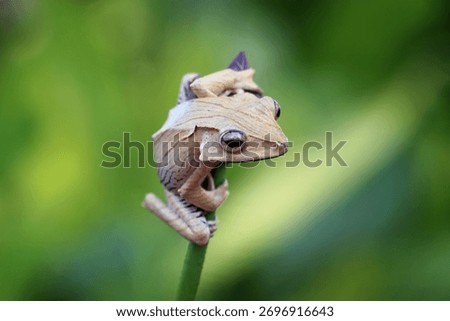 File eared tree frog, Borneo eared frogs sitting on branch, Polypedates otilophus 