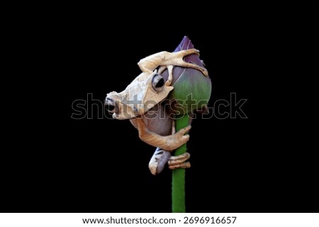 File eared tree frog, Borneo eared frogs sitting on branch, Polypedates otilophus  isolated on black background