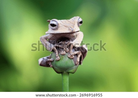 File eared tree frog, Borneo eared frogs sitting on branch, Polypedates otilophus 