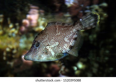 Filefish (Monacanthidae chinensis) fan-bellied leatherjacket or fantail leatherjacket