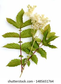 Filipendula ulmaria is an important medicinal plant with white flowers and is used in medicine. The plant mostly grows near the waters.