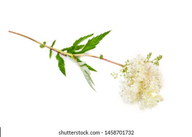 Filipendula Ulmaria (meadowsweet Or Mead Wort) Plant Isolated On A White Background