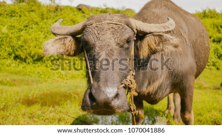 Filipino buffalo in field. Face close-up. Philippines.