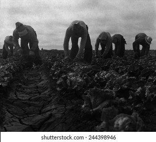 Filipinos Farm Workers Cutting Lettuce In Salinas, California, In June 1935. Photograph By Dorothea Lange.