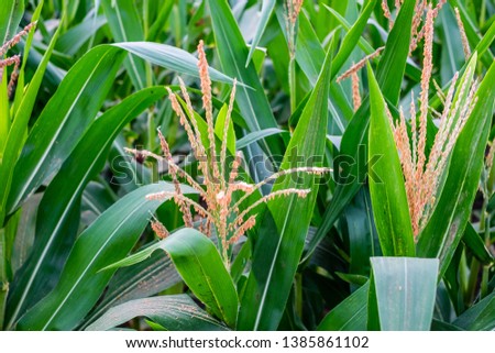 Filled frame of corn bearing its tassel. Selected focus.