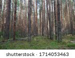 filled frame shot of endless rows of conifer pine trees trunks in a deep forest with broken branches, dry dead leaves and bright green grass. Shot in a Russian forest