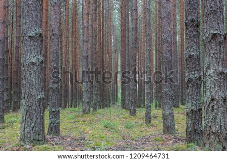 Similar – Image, Stock Photo thin tree trunk or branch with fine net in front of baltic sea, horizon and sky with clouds