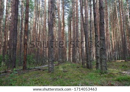 filled frame shot of endless rows of conifer pine trees trunks in a deep forest with broken branches, dry dead leaves and bright green grass. Shot in a Russian forest