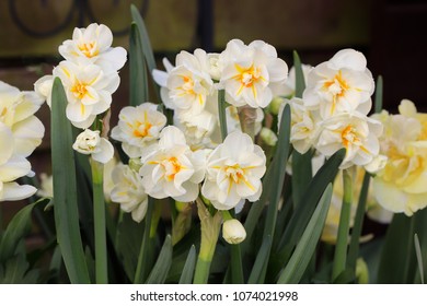 Filled Narcissus In White Sir Winston Churchill