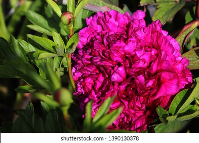 Filled peony close up