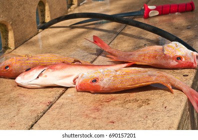 Filleted Red Snapper On A Fish Cleaning Station With Knife And Water Hose At A Tropical Harbor  In The Gulf Of Mexico