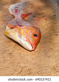 Filleted Red Snapper On A Fish Cleaning Station At A Tropical Harbor  In The Gulf Of Mexico