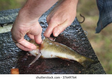 Filleting a Fish