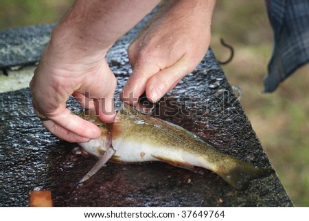 Filleting a Fish
